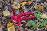 Inktviszwam (Clathrus archeri)