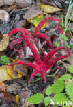 Inktviszwam (Clathrus archeri)