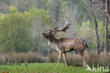 Fallow Deer (Dama dama)