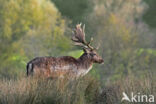 Fallow Deer (Dama dama)