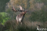 Fallow Deer (Dama dama)