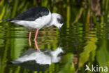 Steltkluut (Himantopus himantopus)