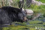 American black bear (Ursus americanus)