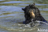 American black bear (Ursus americanus)