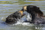 American black bear (Ursus americanus)