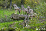 Europese wolf (Canis lupus lupus)