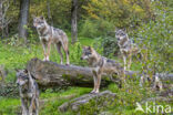 Europese wolf (Canis lupus lupus)