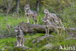 Europese wolf (Canis lupus lupus)