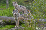 Europese wolf (Canis lupus lupus)