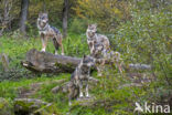 Europese wolf (Canis lupus lupus)