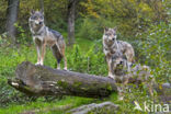 Europese wolf (Canis lupus lupus)