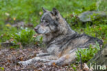 Eurasian wolf (Canis lupus lupus)