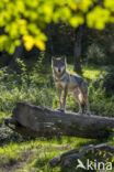 Eurasian wolf (Canis lupus lupus)