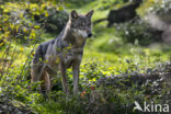 Eurasian wolf (Canis lupus lupus)