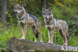Eurasian wolf (Canis lupus lupus)