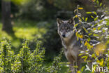 Eurasian wolf (Canis lupus lupus)