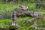Eurasian wolf (Canis lupus lupus)