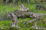 Europese wolf (Canis lupus lupus)