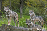 Europese wolf (Canis lupus lupus)