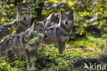 Europese wolf (Canis lupus lupus)