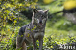Eurasian wolf (Canis lupus lupus)