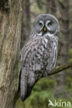 Great Grey Owl (Strix nebulosa)