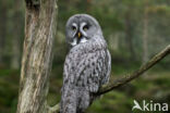 Great Grey Owl (Strix nebulosa)