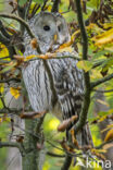 Ural Owl (Strix uralensis)