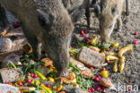 Wild Boar (Sus scrofa)