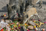 Wild Boar (Sus scrofa)