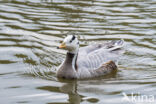 Bar-headed Goose (Anser indicus)