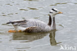 Bar-headed Goose (Anser indicus)