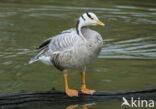 Bar-headed Goose (Anser indicus)