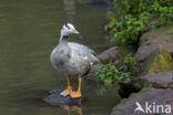 Bar-headed Goose (Anser indicus)