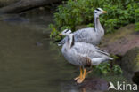 Bar-headed Goose (Anser indicus)