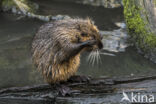 Beverrat (Myocastor coypus)