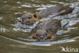 Beverrat (Myocastor coypus)