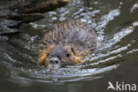 Beverrat (Myocastor coypus)