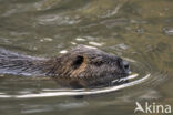 Beverrat (Myocastor coypus)