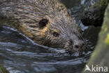 Beverrat (Myocastor coypus)