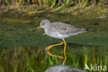 Common Redshank (Tringa totanus)