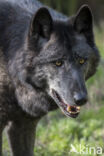 Mackenzie Valley Wolf (Canis lupus occidentalis)