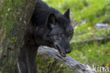 Mackenzie wolf (Canis lupus occidentalis)