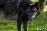 Mackenzie wolf (Canis lupus occidentalis)