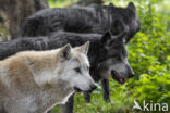 Mackenzie wolf (Canis lupus occidentalis)