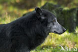 Mackenzie Valley Wolf (Canis lupus occidentalis)