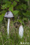 Shaggy Inkcap (Coprinus comatus)