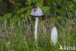 Geschubde inktzwam (Coprinus comatus)