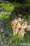 Reuzenzwam (Meripilus giganteus)