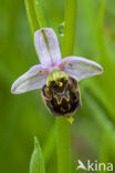 Hommelorchis (Ophrys holoserica